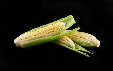 Corn on a black background Stock Photos