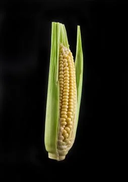 Corn on a black background Stock Photos