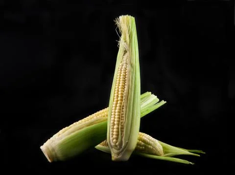 Corn on a black background Stock Photos