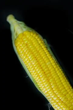 Corn on black background Stock Photos