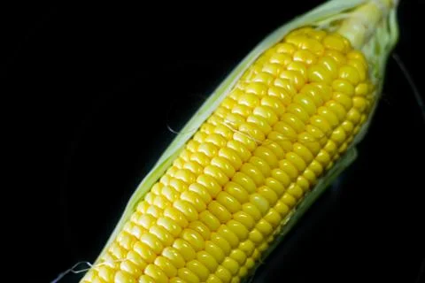 Corn on black background Stock Photos