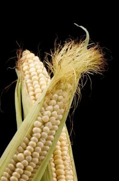 Corn on black Stock Photos
