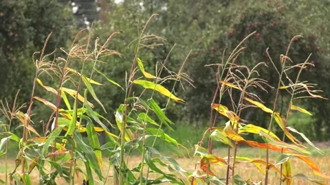 Corn blossom on the green field Video stock 106773598
