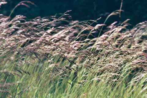 Corn blowing in a field Stock Photos