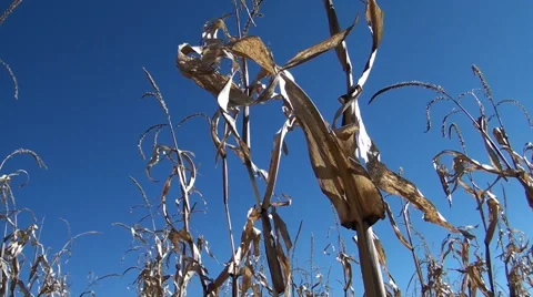 Corn blowing in the wind CU pan and tilt to MS Video stock 57272640