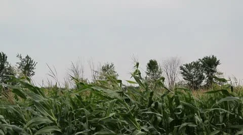 Corn blowing in the wind Stock Footage 8928615