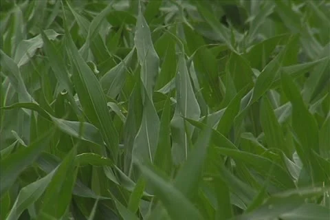 Corn blowing in the wind Stock Footage 11351217