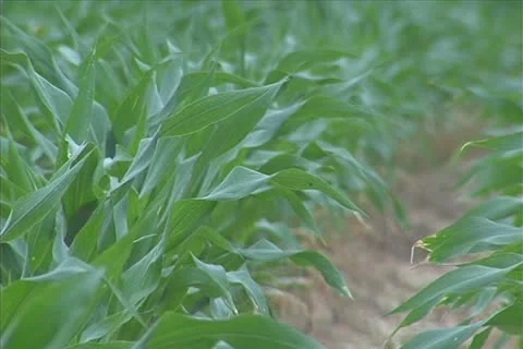 Corn blowing in the wind Stock Footage 11351220