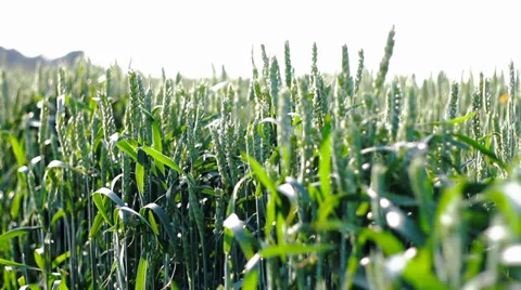 Corn Blowing in the Wind 库存影片 37910030