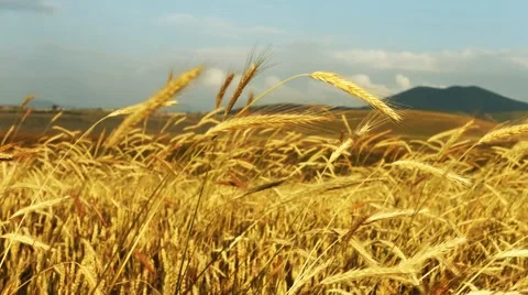 Corn Blowing in the Wind Stock Footage 53202964