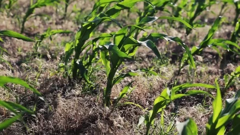 Corn blowing in the wind Stock Footage 71366684