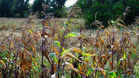 Corn blowing in the wind at sunset Stock Footage 125456220