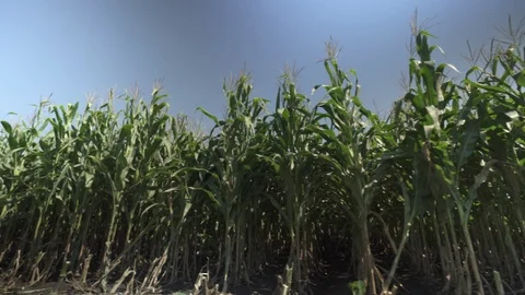 Corn border of field Vídeo Stock 123783691