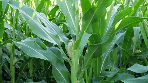 Corn from the bottom Stock Footage 77646240