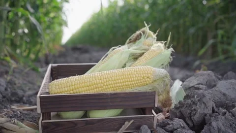 Corn in a box against the background of a corn field Stock Footage 150225194