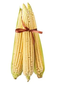 Corn with brown bow isolated on a white Stock Photos