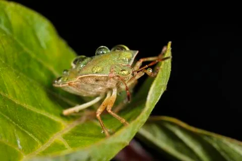 Corn bug (eurygaster integriceps) on a leaf Stock-Fotos