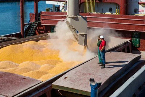 Corn in bulk carrier hold. Casting hold of corn. Elevator crane loads ship bu Stock Photos