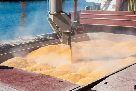 Corn in bulk carrier hold. Casting hold of corn. Elevator crane loads ship bu Stock Photos