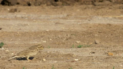 Corn bunting 4 Emberiza calandra in farmyard Stock Footage 148507879