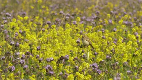 Corn bunting 5 Emberiza calandra singing Stock Footage 148507961
