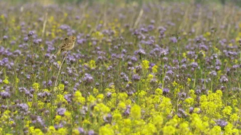 Corn bunting 9 Emberiza calandra singing Stock Footage 148508025