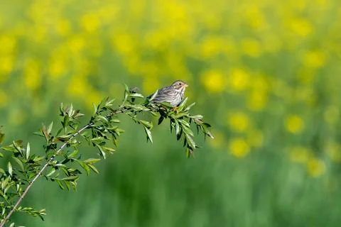 Corn Bunting Bird In Action Stock Photos