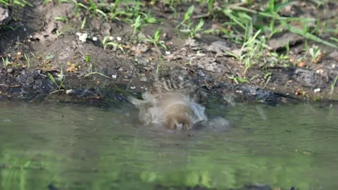 The corn bunting bird at bath time in a natural pond, Emberiza calandra Stock Footage 256076973