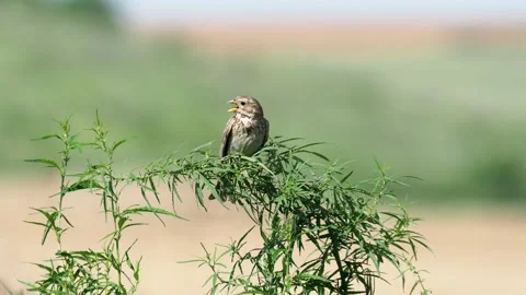 The corn bunting bird singing, Emberiza calandra Stock Footage 157256692