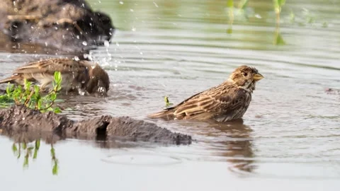 The corn bunting bird taking a bath, Emberiza calandra Stock Footage 155411627