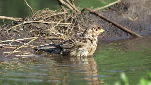 The corn bunting bird taking a bath, Emberiza calandra Stock Footage 155593295