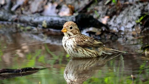 The corn bunting bird taking a bath, Emberiza calandra Stock Footage 195406087