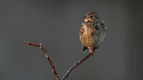 Corn bunting on branch, miliaria calandra Stock-Footage 269213682