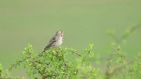Corn bunting on branch, miliaria calandra Video stock 273478491
