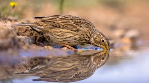 Corn bunting drinking Foto stock