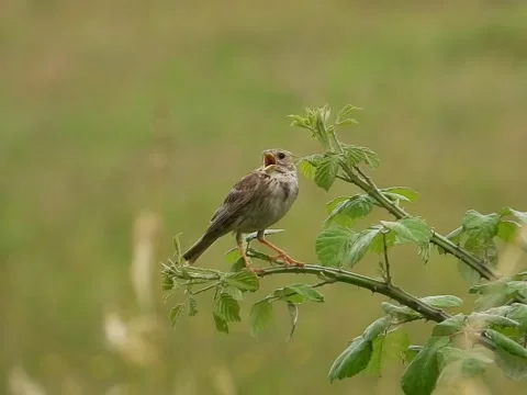 Corn bunting - Emberiza calandra Stock Footage 276600795
