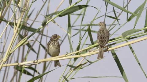 Corn bunting (Emberiza calandra) Perched on a reed in the desert Video stock 154637451