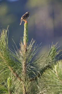 Corn bunting Emberiza calandra. Stock Photos