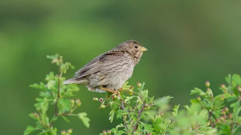 Corn bunting (Emberiza calandra) pooping, bird flying 動画素材 312263146