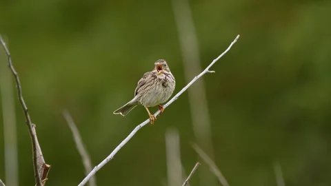 Corn bunting (Emberiza calandra) singing Stock Footage 116278581