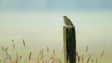 Corn bunting (Emberiza calandra) singing Stock Footage 247011827