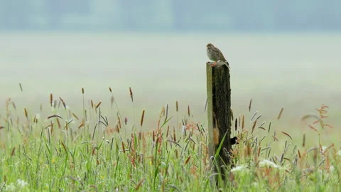Corn bunting (Emberiza calandra) singing, bird song in meadow Stock-Footage 247012399