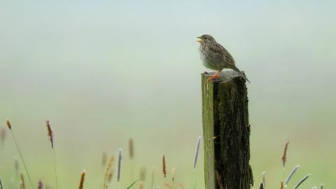 Corn bunting (Emberiza calandra) singing, bird song in meadow Stock-Footage 247012498