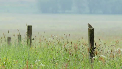 Corn bunting (Emberiza calandra) singing, bird song in meadow Stock-Footage 247013152