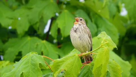 Corn bunting (Emberiza calandra) singing, bird song in meadow Stock Footage 247013594
