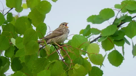 Corn bunting (Emberiza calandra) singing, bird song in meadow Stock-Footage 247014199