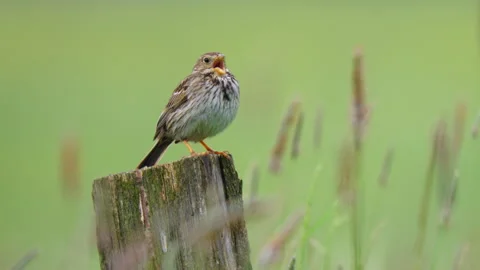 Corn bunting (Emberiza calandra) singing, bird song in meadow Stock-Footage 247014576