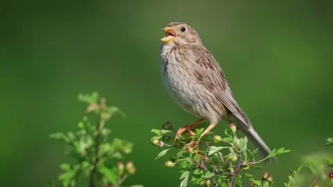 Corn bunting (Emberiza calandra) singing, bird song in meadow Stock Footage 312261829
