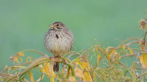 Corn bunting, Emberiza calandra, Spain, Triguero Stock Footage 234457355