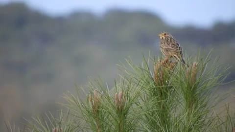 Corn bunting, Emberiza calandra, Spain, Triguero Stock Footage 234457403